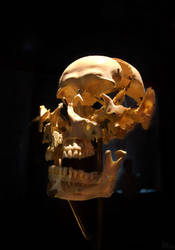 Airy skull