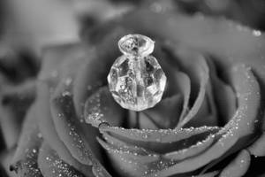 Crystal Rose