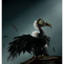 Lady Vulture