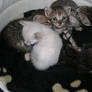Little kitties