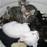 Little kitties 3