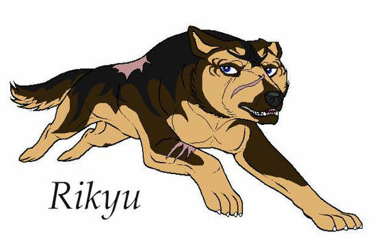 Rikyu- New Ref