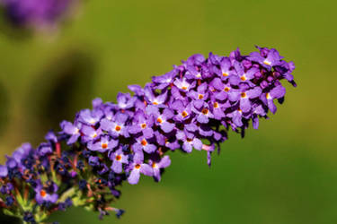 Purple Blossoms