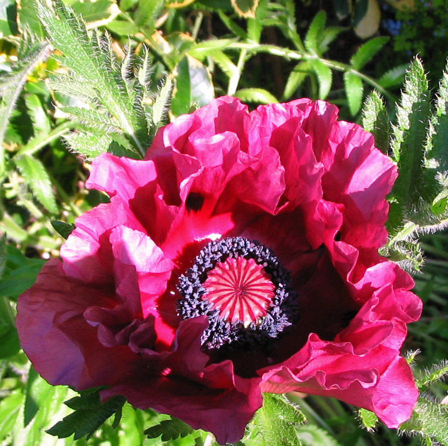 Poppy Core Poppy Core by boozhound on DeviantArt