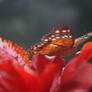 Stock - Orange Butterfly 3