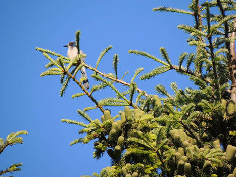 Western Scrub Jay