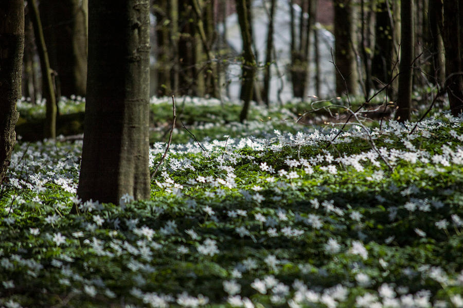 White flowers 1