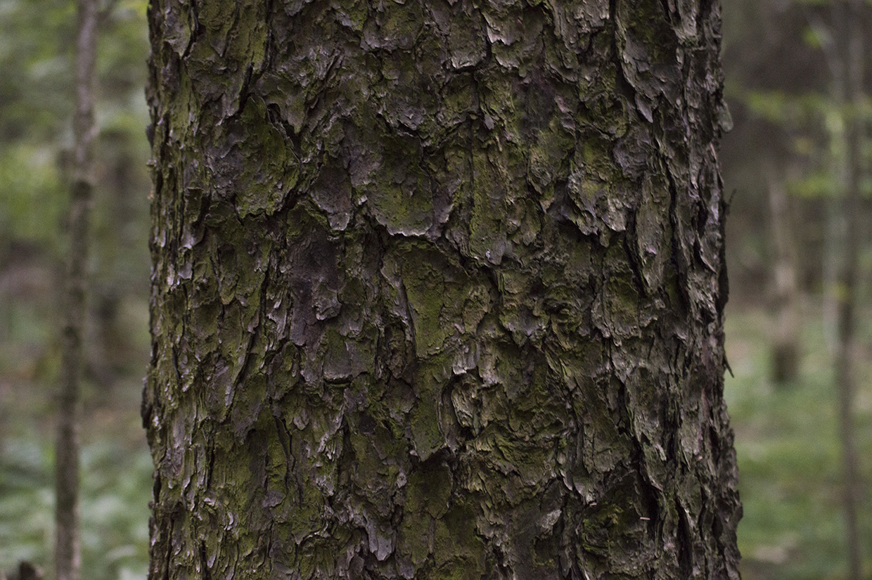 Bark