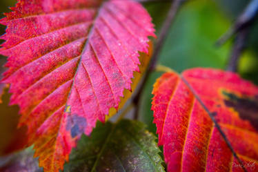 Autum Leaves