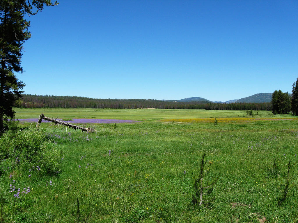 Elk Meadows 2 - 2008