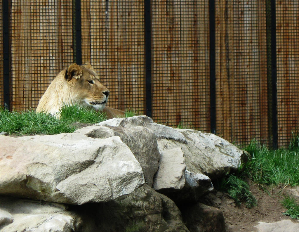 Lion 8 -- Aug 2009