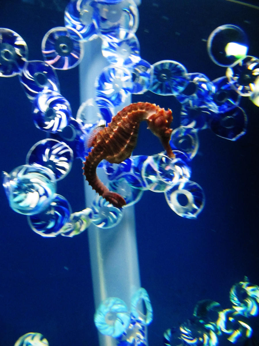 SeaHorse 2 -- Sept 2009