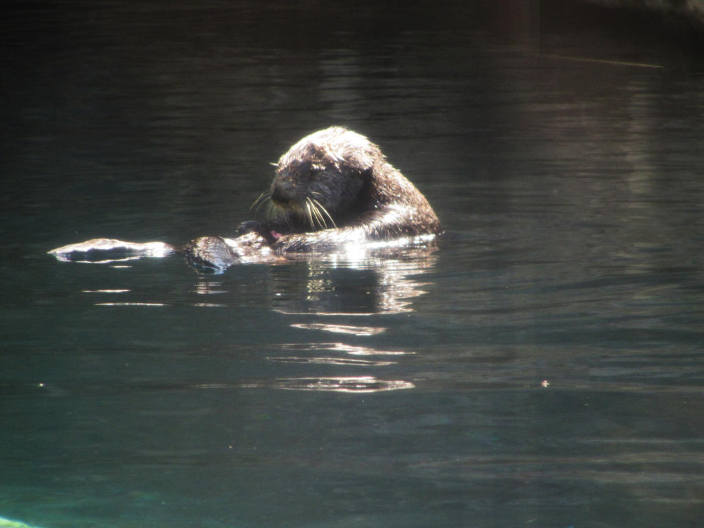 Sea Otter 6 -- Sept 2009