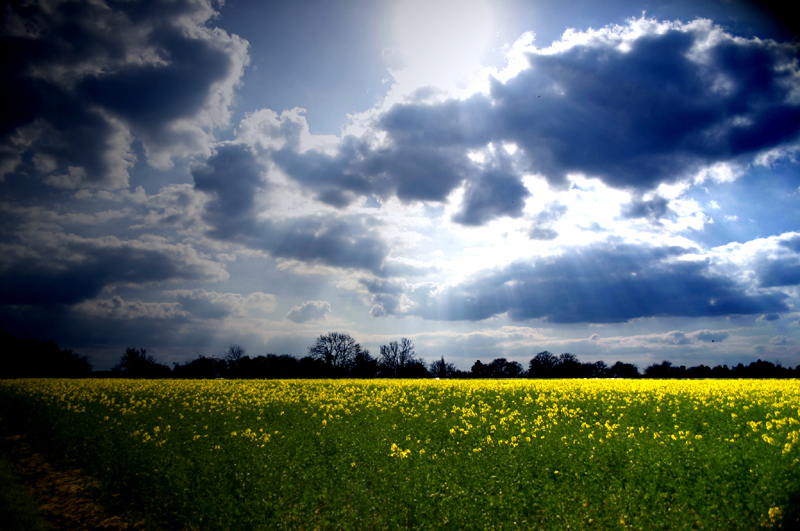 rape field