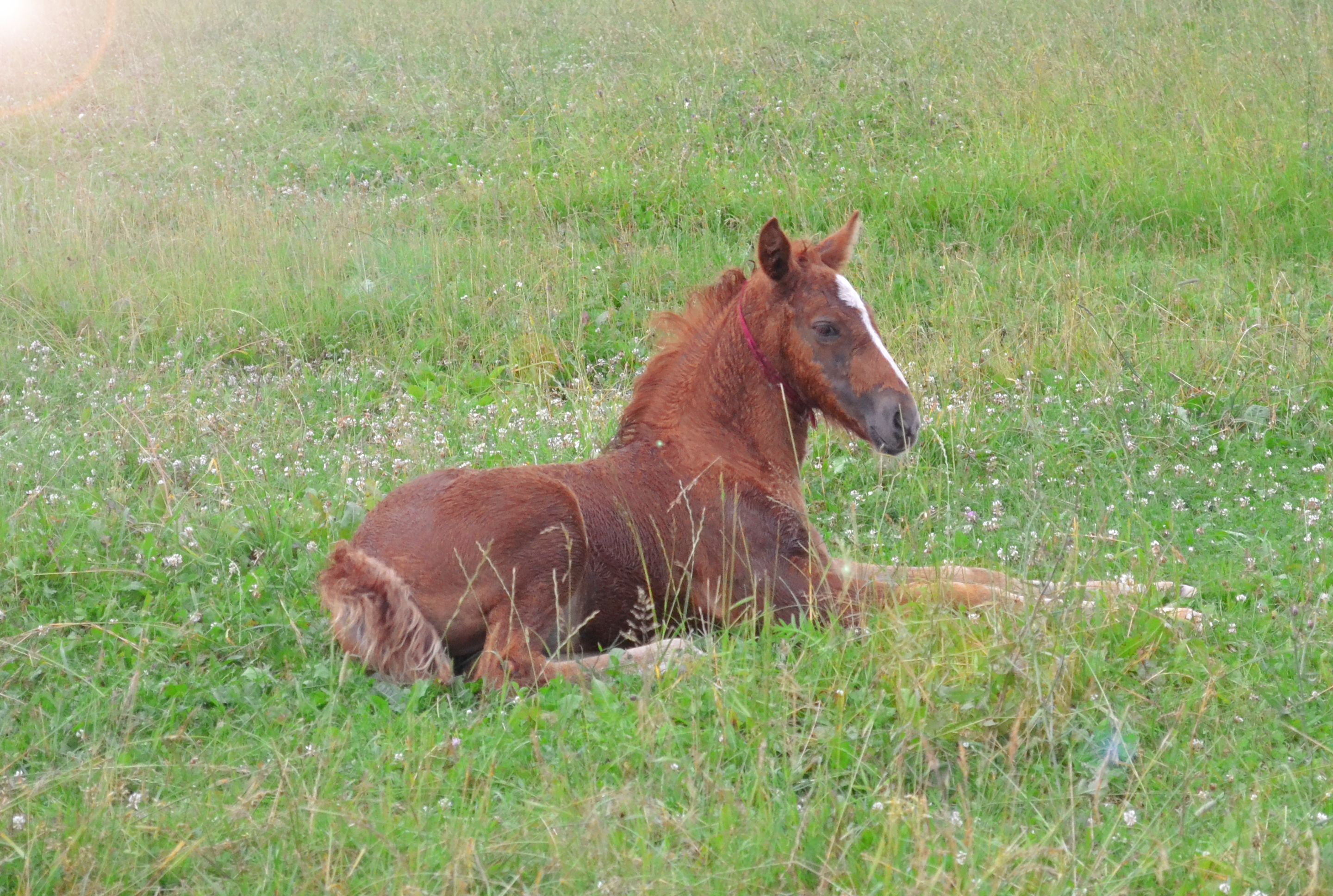 foal 2