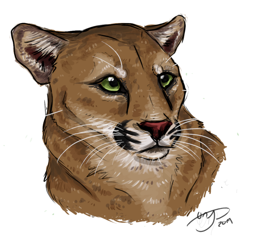 Cougar by EngageWithYourShadow on DeviantArt