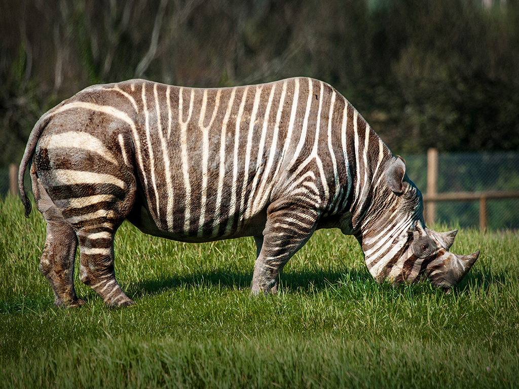 - Rhino Zebra by jasconnor on DeviantArt