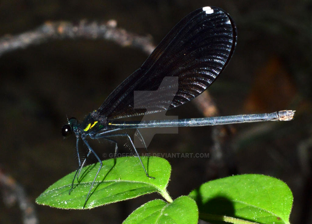 Calypter Insect Aa Calypter Maculatum by geoffbalme on DeviantArt