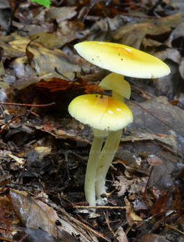 1 Amanita Banningiana