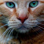 Male Orange Cat