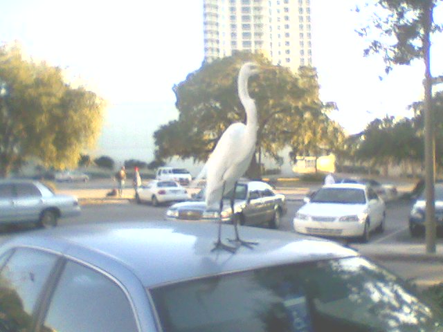 Egret Hood Ornament