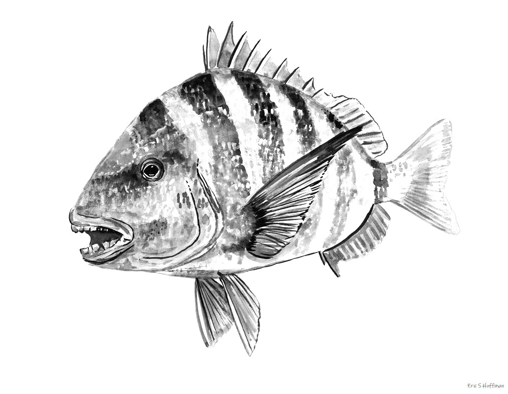 Archosargus probatocephalus / Sheepshead Fish by Eric-S-Huffman on ...