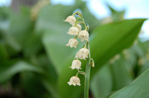 White Bells two