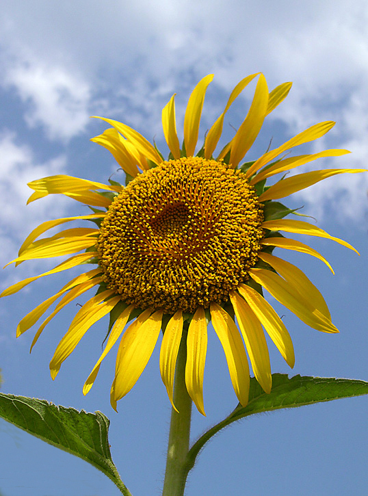 Sunflower