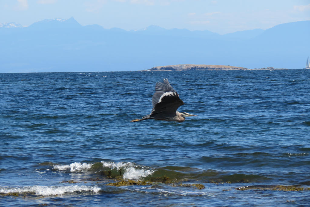 Flying Blue Heron