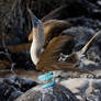 Blue Footed Boobie Courting 1