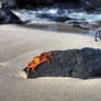 Sally Light Foot Crab HDR