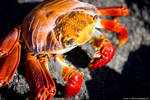 Sally Light Foot Crab Up Close by photoboy1002001