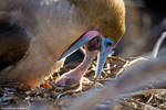 Boobie Chick Feeding 1 by photoboy1002001