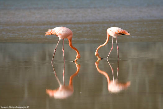 Two Flamingos Heart Shape 1