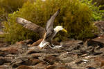 Albatross Landing 1 by photoboy1002001