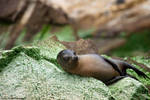 Young Sea Lion On Rock by photoboy1002001