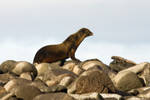Sea Lion And Marine Iguana by photoboy1002001