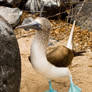 Blue Footed Boobie Dance 2