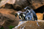 4 Penguins HDR In Galapagos 1 by photoboy1002001