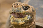 Turtle Mouth Open Galapagos 1 by photoboy1002001