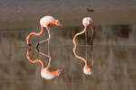 Flamingos Brilliant Reflection by photoboy1002001