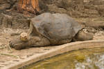 Lonesome George 1 by photoboy1002001