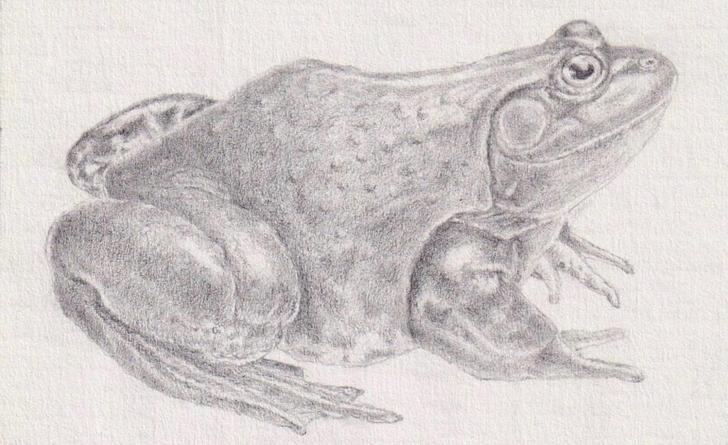 American Bullfrog by WhollyJeff on DeviantArt