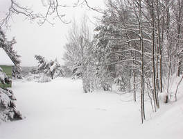 Backyard Winter