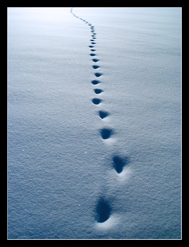 Animal's footprints