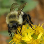 mmm... pollen by snikkio