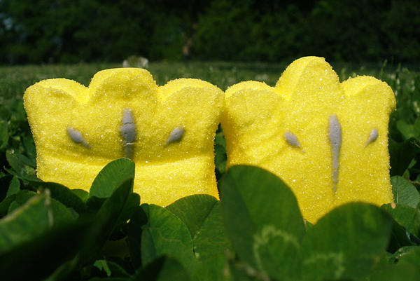 tulipa peepus