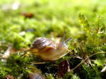snail sip by snikkio