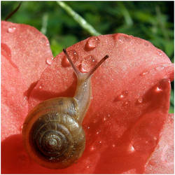 glamour snail