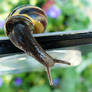 My Pet Snail